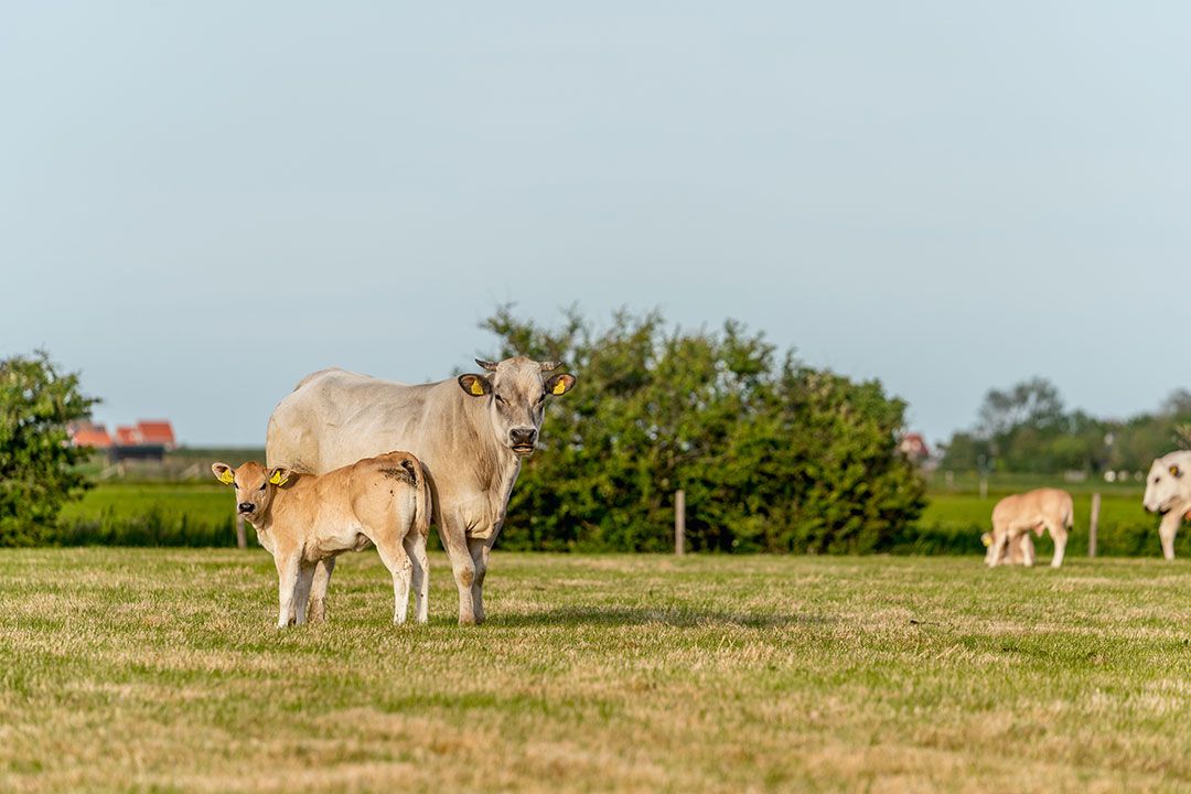 koeien.jpg